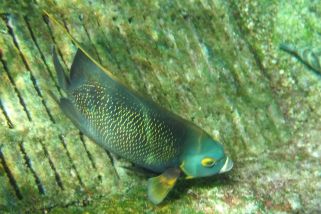 Pomacanthus paru - Franzosenkaiser (Franzosen-Kaiserfisch)